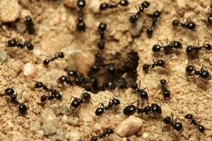 Wie man Ameisen auf natürliche Weise aus dem Garten eliminiert