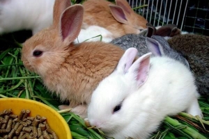 Wie man ein Kaninchen füttert