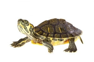 Wie man Schildkröten füttert