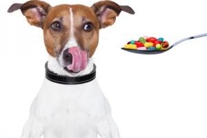 Wie man einen Hund dazu bringt, eine Pille zu schlucken