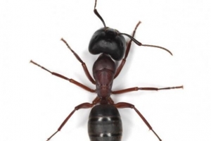 So werden Sie Ameisen aus Ihrem Haus los