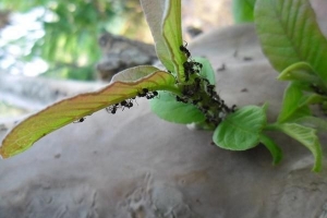 Wie man Ameisen auf natürliche Weise mit Essig loswird