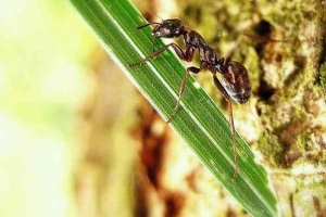 Ameisen auf Pflanzen loswerden