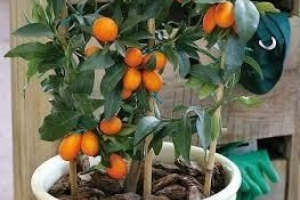 Wie man einen Kumquat-Baum anbaut