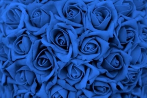 Wie man blaue Rosen anbaut
