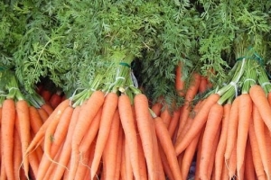 Wie man Karotten aus Samen anbaut