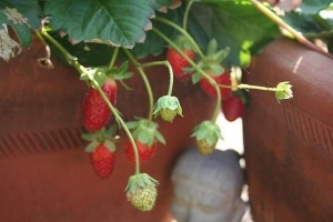 Erdbeeren in einem Topf anbauen