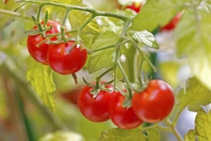Tomaten in einem Topf anbauen