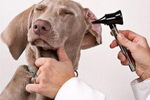 Wie kann ich feststellen, ob mein Hund eine Ohrenentzündung oder Otitis hat?