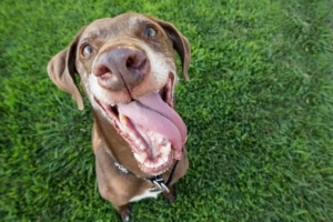 So erkennen Sie, ob Ihr Hund glücklich ist: 7 Anzeichen