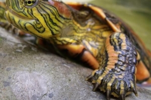 Wie man auf eine Schildkröte aufpasst