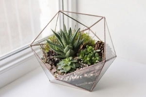 So bauen Sie ein saftiges DIY-Terrarium - Alternativen zur Glasschale