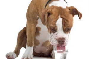 Wie man einen Hund dazu bringt, Wasser zu trinken, wenn er krank ist