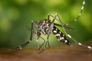 Wie man ein hausgemachtes Mückenschutzmittel herstellt