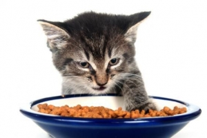 Wie mache ich gesundes hausgemachtes Futter für meine Katze?