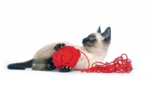 Wie man selbstgemachtes Spielzeug für Katzen herstellt