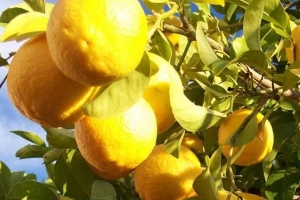 Wie man einen Zitronenbaum pflanzt