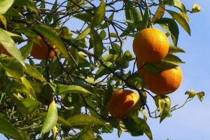 Wie man einen Orangenbaum aus Samen pflanzt