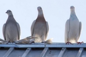 So verhindern Sie, dass Tauben auf Ihr Dach kommen