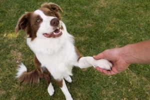 Wie man einem Hund beibringt, eine Pfote zu schütteln