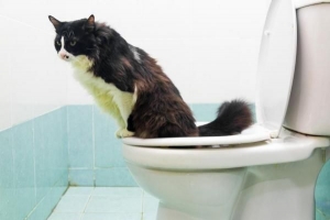 Wie man eine Katze mit der Toilette trainiert