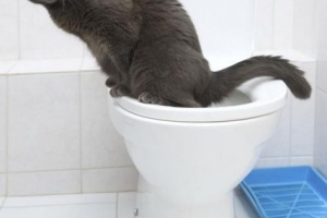 So bringen Sie Ihrer Katze bei, die Toilette zu benutzen