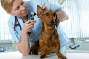 Wie behandelt man eine Hundeohrentzündung oder eine Ohrenentzündung?