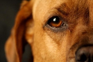 Wie behandelt man Katarakte bei Hunden?