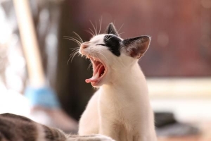 Gingivitis bei Katzen behandeln
