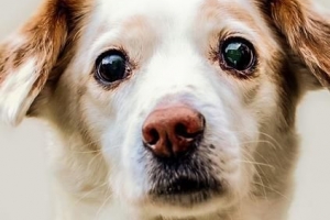 Wie man Glaukom bei Hunden natürlich behandelt