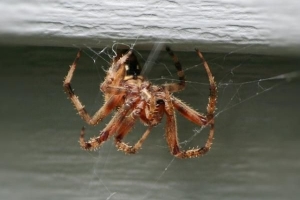 Ist es schlecht, Spinnen in Ihrem Haus zu haben??
