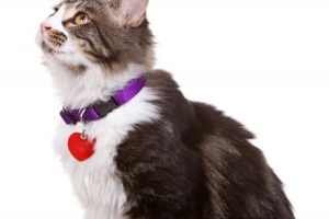 Ist es sicher, einer Katze ein Halsband anzulegen??