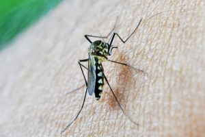 Ein hausgemachtes Insektizid für Mücken herstellen