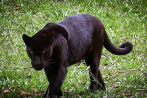 Bedeutung des Krafttiers Black Panther
