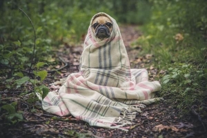 Soll ich meinen Hund mit einer Decke bedecken??