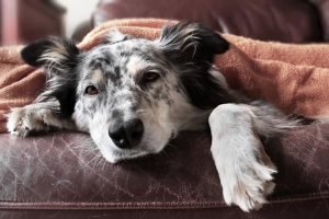 Symptome von Rocky Mountain Fleckfieber bei Hunden