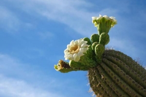 Der beste Kaktus zum Wachsen zu Hause