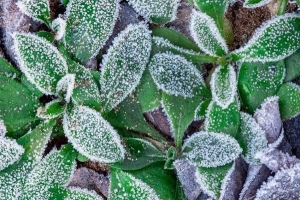 Die besten kältebeständigen Pflanzen für Gärten und Töpfe