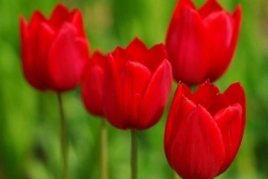 Die symbolische Bedeutung der roten Tulpen