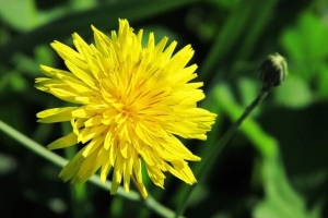 Die symbolische Bedeutung gelber Blumen