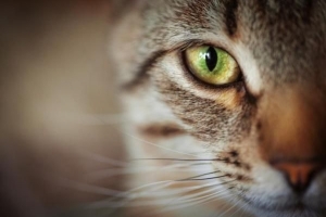 Die Symptome des Glaukoms bei Katzen