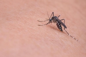 Tricks zur Vermeidung von Mückenstichen