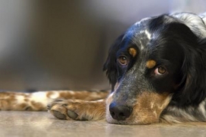 Was kann ein Hund mit Gastritis essen?