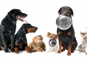 Was kann man einem Hund mit Nierenversagen füttern?