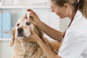 Was verursacht einen Gerstenkorn im Auge eines Hundes?