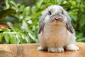 Was verursacht Schluckauf bei Kaninchen??