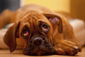Was verursacht rote Augen bei Hunden?