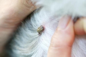 Welche Krankheiten übertragen Zecken auf Hunde?