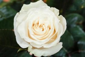 Was symbolisieren weiße Rosen??