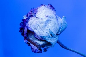 Was bedeutet eine blaue Rose??